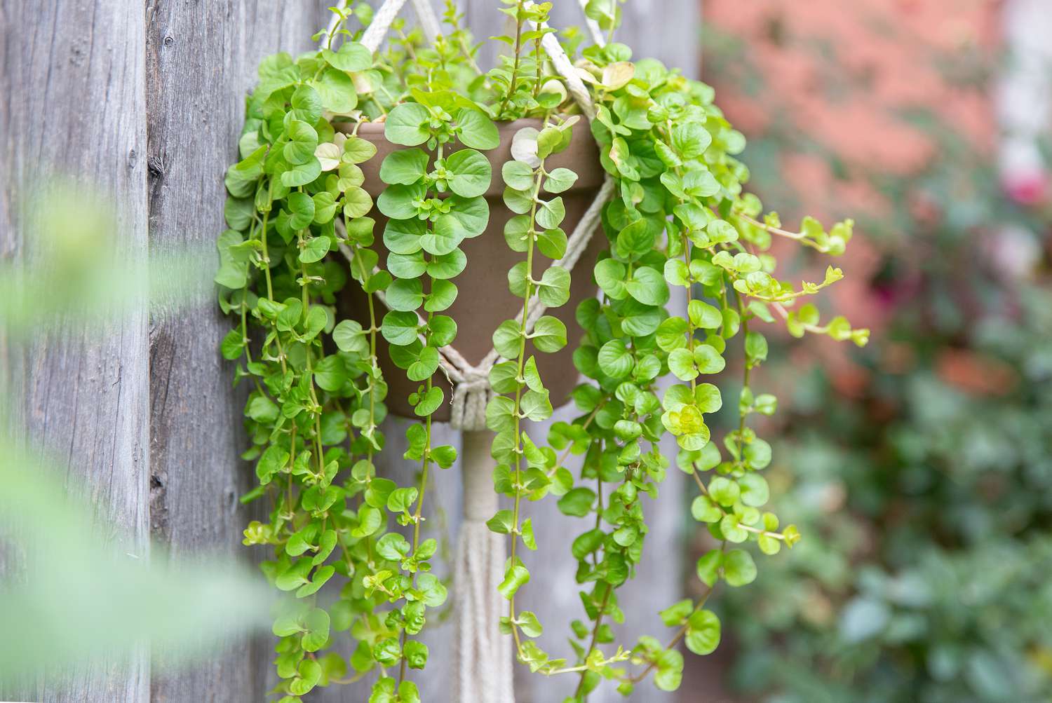 Product: Creeping Jenny (Lysimachia nummularia)